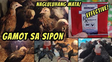 gamot sa sisiw na may sipon